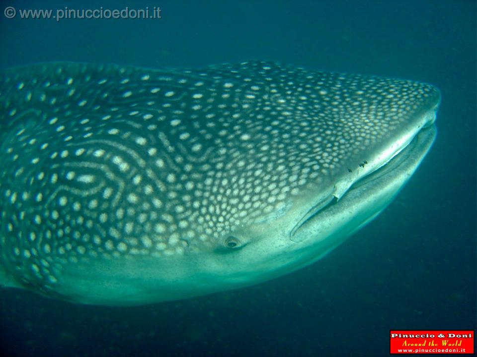 Djibouti - Whale Shark in Djibouti - 22.jpg